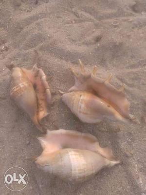 Three Gray Conch Shells