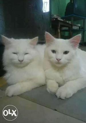 Two percian cats 8 months old