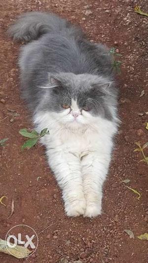 Two years male purshian cat for sale.