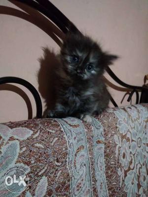 Want to sell my Persian kitten black brown colour female