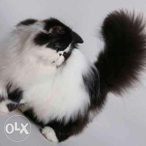 White And Black Long-fur Cat