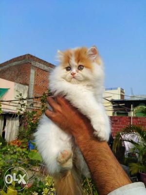White And Orange Furred Cat
