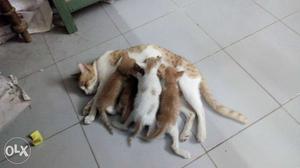 White And Orange Tabby Cat And Litter Of Kitten