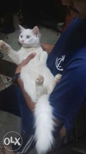 White female Persian cat 6 month old for sale