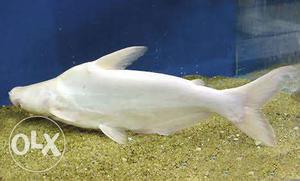 10 inches Albino white sharks for sale Rs:350 per