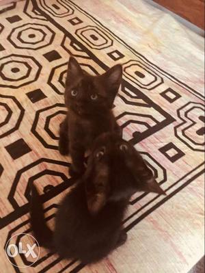 2 black kittens almost 2 months old 1 male 1