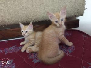 2 male kittens 3 months old and litter trained