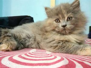 2 pure breed gray Persian kittens for 