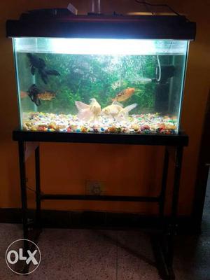 2feet aquarim&water filter 2 gold fish big 2 with stand