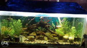 3 fit aquarium along with fishes & plants..
