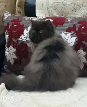 3 months old (male) punch face persian kitten