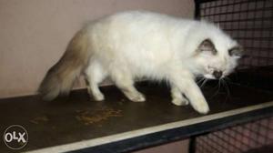 9 month old Himalayan female cat available