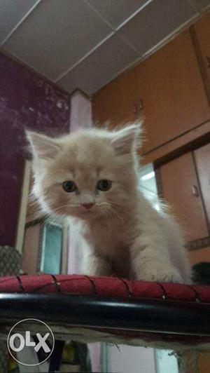 All color he Persian kitten sale
