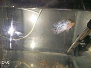 All types of flowerhorn for sale