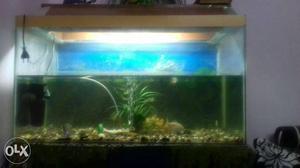Aquarium,Brown Framed Fish Tank With Internal Filter