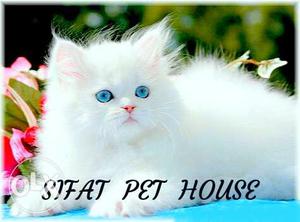 Beautiful Persian cats for sale.. Contact us: