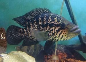 Beautifully spotted16inches big Jaaguar Fish.