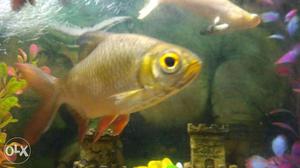 Beige And Yellow Pet Fish