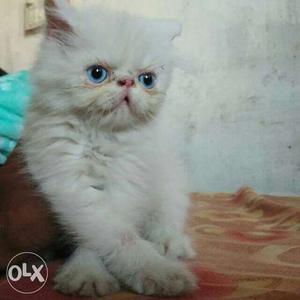 Best price available Persian kitten sale