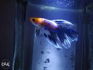 Beta fish rainbow colour.orenge,