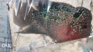 Black And Red Flowerhorn Fish