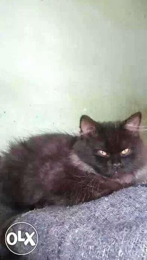 Black male kitten, 3 months old persian, toilet