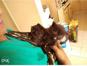 Black persian kittens available serious buyers