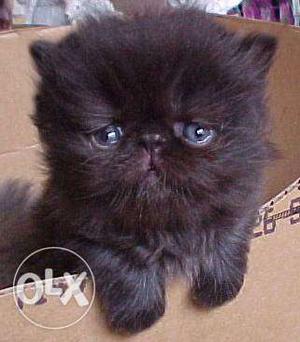Black white Persian Kitten