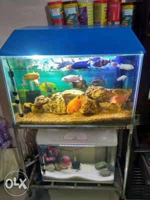 Both aquarium and all fishes with food and excre