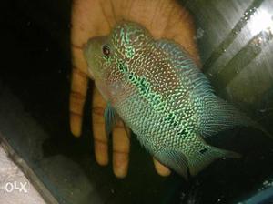 Breeding pair for sale,male  rs female 600