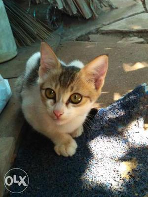 Cute cats for sale(free)
