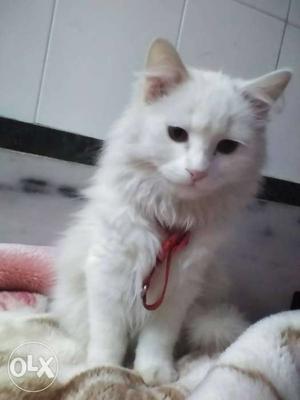 Cute persian cat for sale