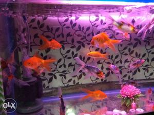 Deep fish aquarium shop in sectar 22D.in