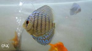 Different variety of discus fish