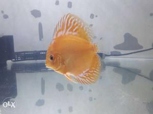Discus 3 inches for sale Turqoise strain Eight