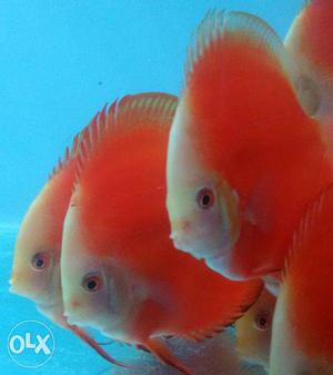 Discus Fish For Sell in India