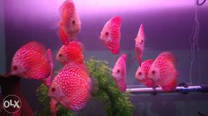 Discus fish 3 to 4.5 inch healthy piece