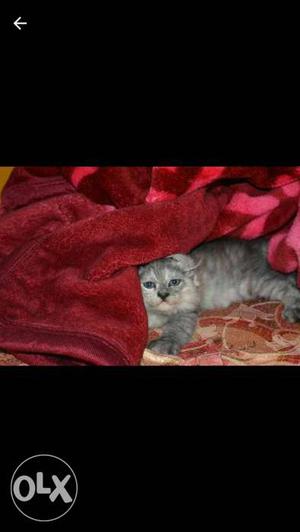 Doll faced silver tabby for sale born to
