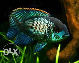 Electricblue acra fish for sale in wholesale