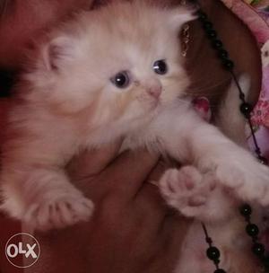Extreme cute Persian kittens Bangkok imported