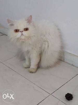 Extreme punch Persian male available.
