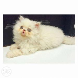 Female Persian cat & 3 months old