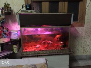 Fish Aquarium with wooden cover & 10 fishes with filter,Air