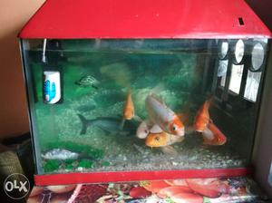 Fish tank with all accessories and 7 koi fish