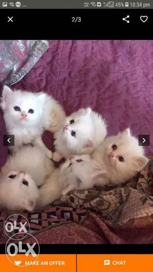 Five White Kittens Screenshot