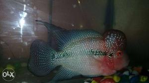 Flowerhorn Fish fully active fish.. 6 inch size.
