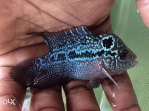 Flowerhorn available