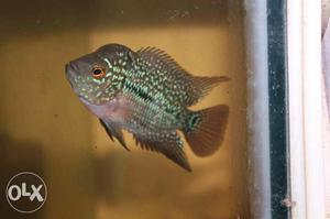 Flowerhorn fishes for sale at attractive price