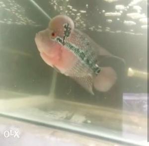 Flowerhorn male imported