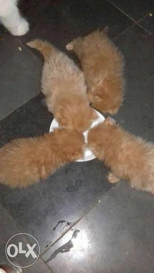 Four Orange Tabby Cats